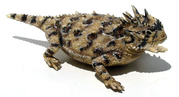 hornytoad-1049-01.jpg